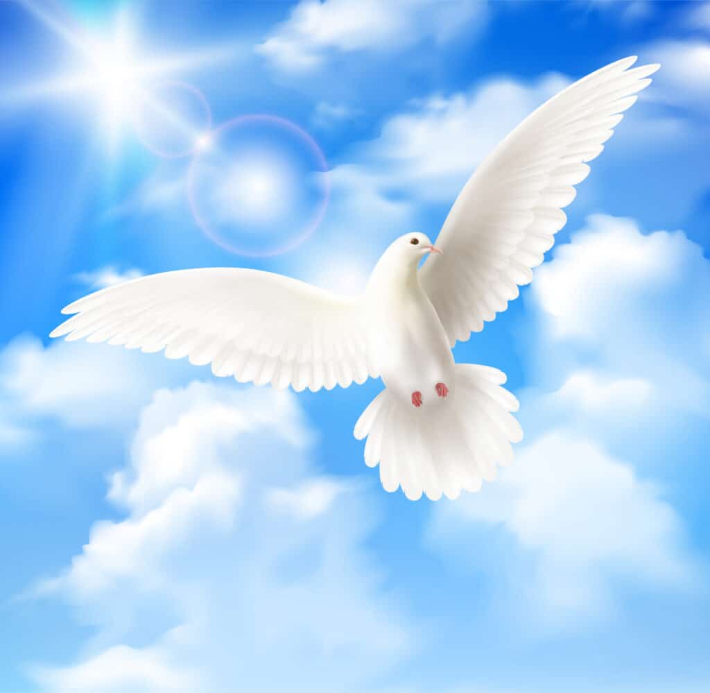 White Pigeon Background Dovish คืออะไร ?
